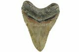 Fossil Megalodon Tooth - North Carolina #226507-2
